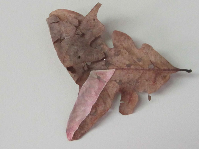 oak-leaf-pink-finger-1