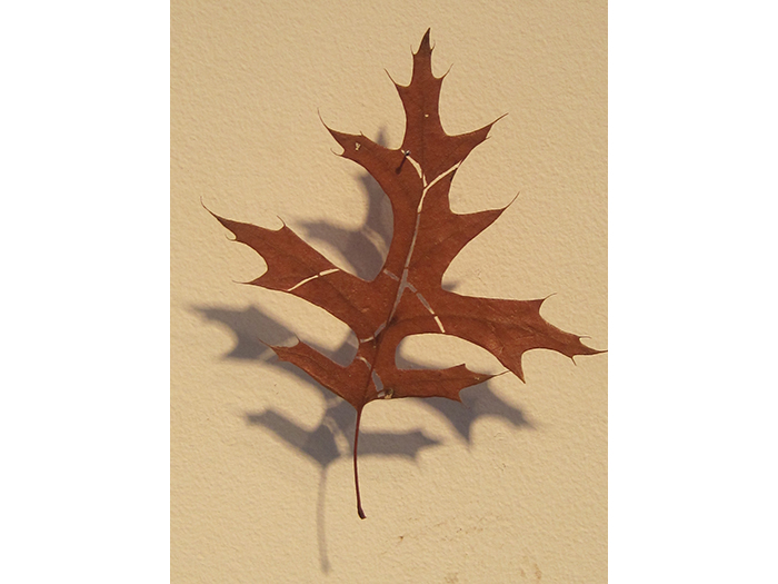 cut-oak-leaf-1
