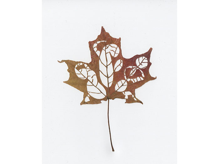 leaf-family-1