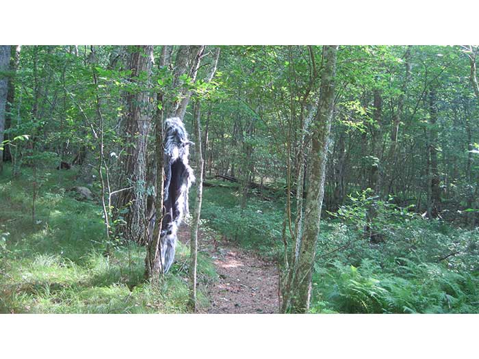 the-hood-another-entrance-wolf-1