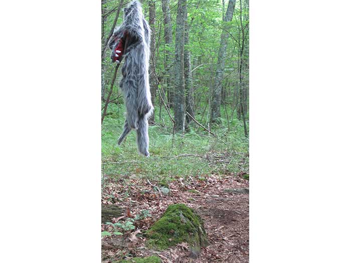the-hood-wolf-1