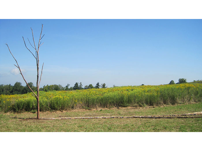 trace-another-view-1