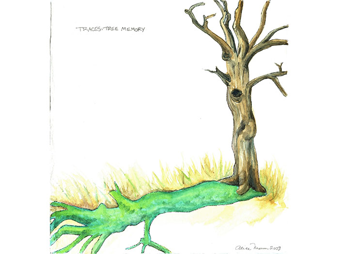 trace-early-proposal-drawing-1