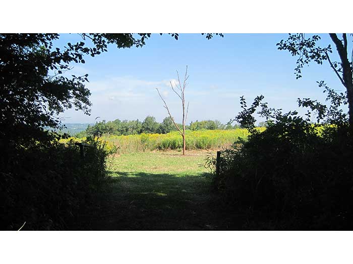 trace-view-from-other-field-1