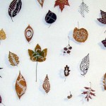 Leaves