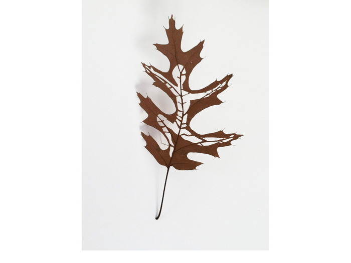 _Momm-2013-Joy-in-a-leaf700