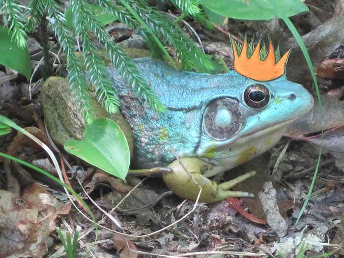 frog-king-1-1