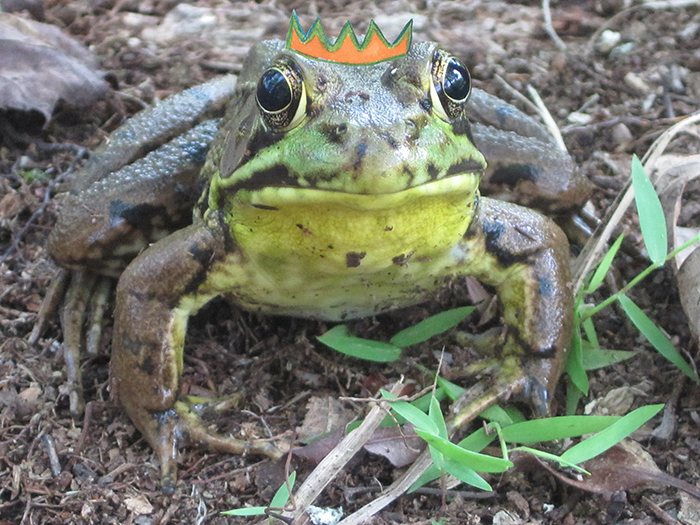 frog-king-2-1