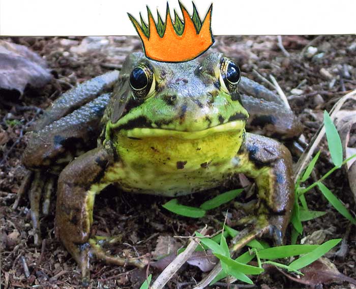 frog1