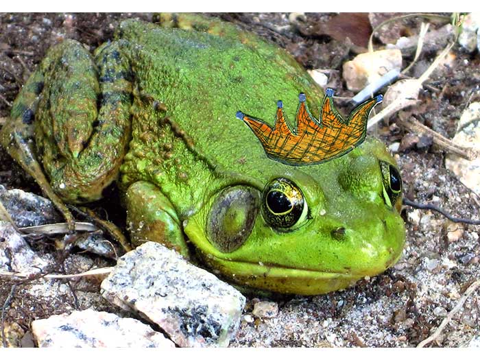 frog2