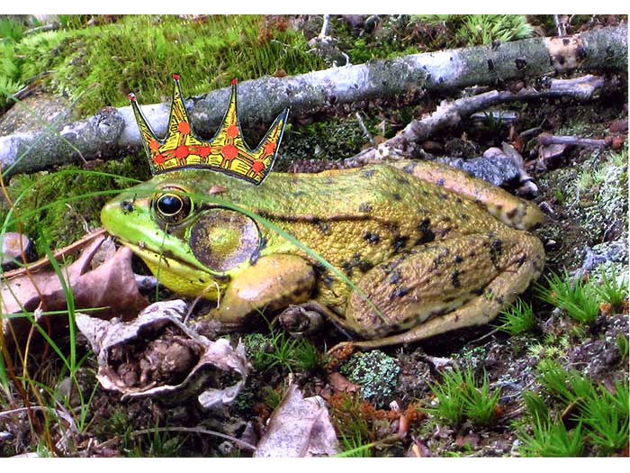 frog5
