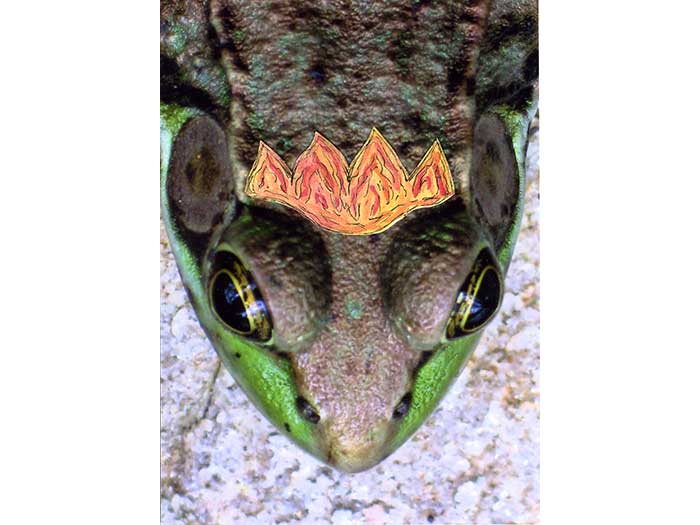 frog6