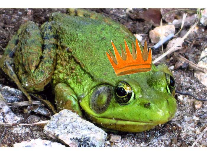 frog7