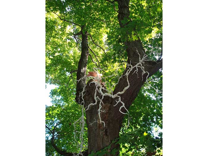 tangled-tale-sized-1