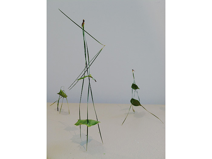 2.Pine-Needle-Circus-23