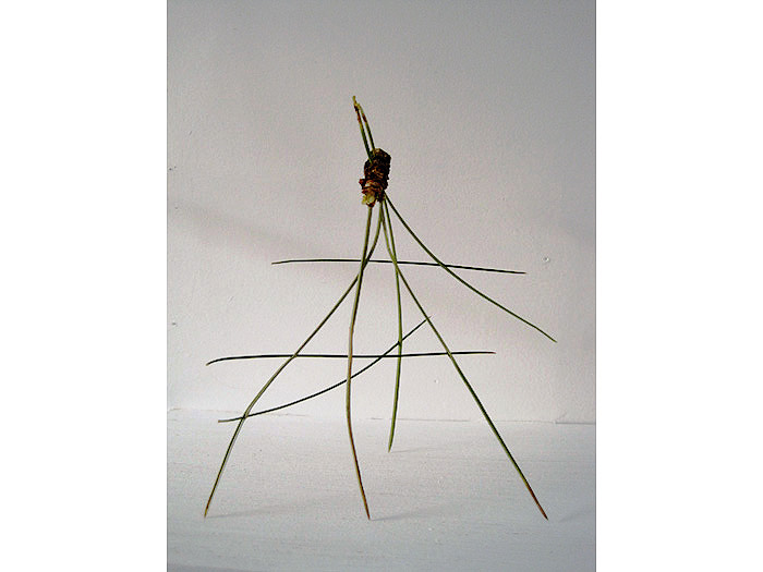 4.Pine-needle-structure3
