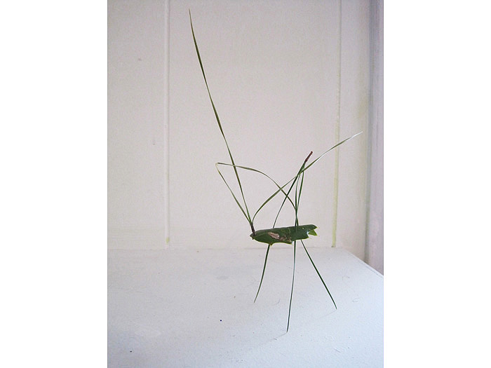 5.grasshopper3
