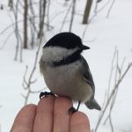 Bird in Hand